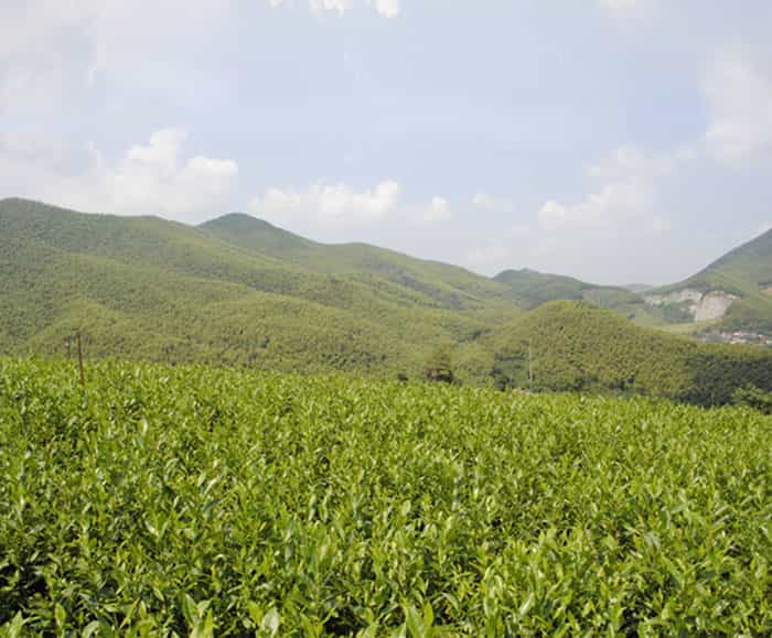 溧陽(yáng)白茶是啥茶？