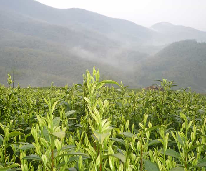 飲天目湖白茶的三流程：趣、神、味